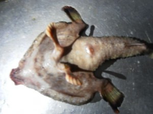 YOUTUBE Pesce alieno ai Caraibi: naso umano e grandi piedi