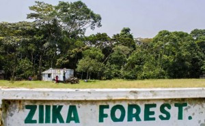Zika, teorie complotto in Brasile: la multinazionale Uk... 