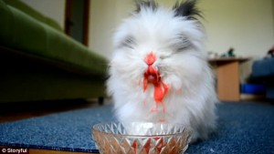 Coniglio mangia ciliege e fragole: succo cola sembra vampiro5