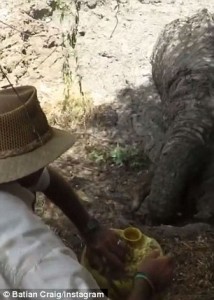 Elefante in pozza fango abitanti villaggio lo salvano 2