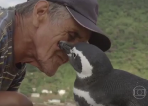 VIDEO YOUTUBE Pinguino torna ogni anno dal suo salvatore e. 8