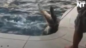 Tornano dalle vacanze trovano coccodrillo in piscina2
