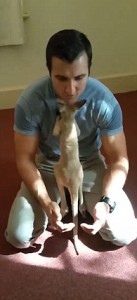 VIDEO, FOTO Agente trova cucciolo di canguro e lo adotta3