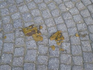 Livorno, test del dna su escrementi cani per multare padroni