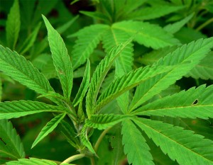 Marijuana, scoperta piantagione in Emilia. Valore: 3 mln
