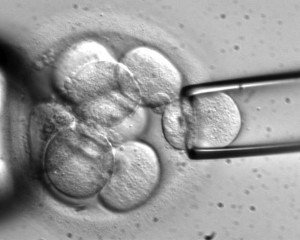 Legge 40, Consulta "boccia" ricorso su embrioni a ricerca