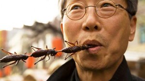 Insecta, la start-up che alleva grilli in Italia da mangiare