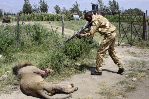 Kenya, leone attacca uomo: ranger lo abbattono