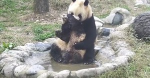 Cucciolo panda cerca di evitare il bagnetto 2