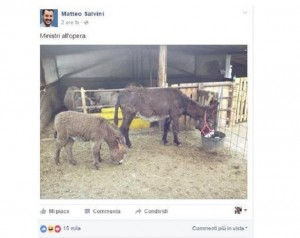 Matteo Salvini, foto asini sui social: "Ministri all'opera"