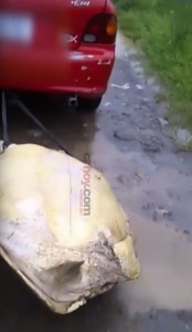  Tartaruga trascinata da auto e decapitata VIDEO choc