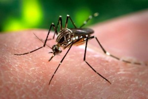 Virus Zika, un caso a Portogruaro (Venezia): è già guarito