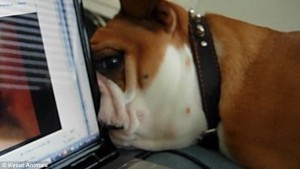Bulldog cucciolo cerca il cane che vede su schermo2