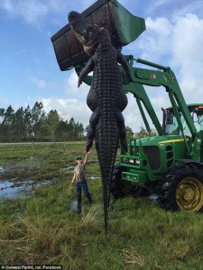 YOUTUBE Alligatore gigante catturato: divorava le mucche