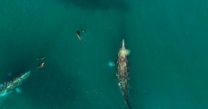 Drone riprende delfini e balene che giocano insieme3