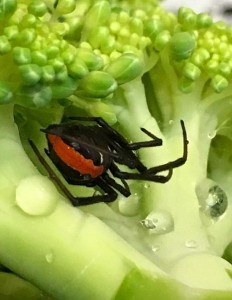 Australia, pericoloso ragno Redback nel broccolo