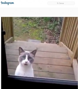 Gatto arriva davanti la porta di casa e miagola così