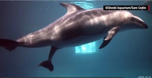 YOUTUBE Mamma delfino dà alla luce il piccolo Karl
