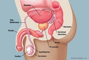 Tumore prostata: eiaculare è prevenzione