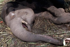 Elefantessa con zampe legate piange prima di morire