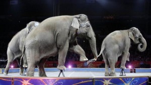 Circo Ringling Barnum manda in pensione elefanti FOTO-VIDEO