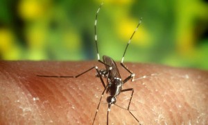 Zanzara coreana arriva in Italia: può provare encefalite