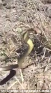 Australia, serpente velenoso attacca la telecamera 4