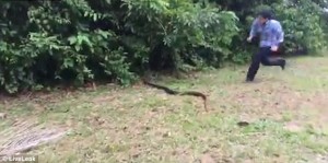 Corre verso siepe e afferra serpente lungo 1,8 metri10