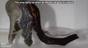YOUTUBE Anguille saltano da acqua, scariche elettriche su predatori