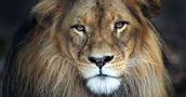 India, 18 leoni a processo: uno di loro ha ucciso 3 persone