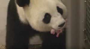 Mamma panda partorisce cucciolo a zoo Bruxelles