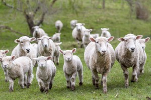 Berlusconi contro i pastori sardi. Il giudice dà ragione a loro