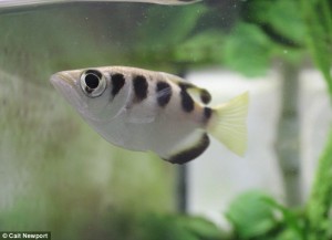 I pesci ci riconoscono: esperimento su specie tropicali mostra che...