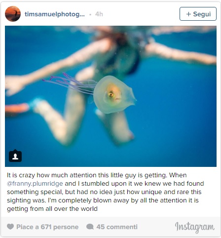 Pesciolino intrappolato nella medusa FOTO virale