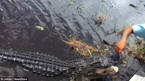 Alligatore si avvicina alla barca dei turisti in Florida 6