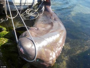 Cile: squalo lungo 5 metri impigliato nella rete5