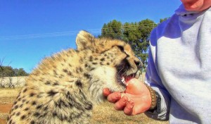  Cucciolo ghepardo incontra di nuovo il volontario: coccole e abbracci14
