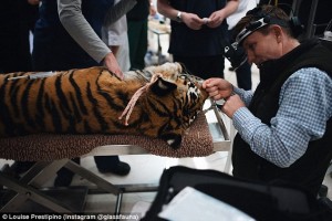  Indira, la tigre del Bengala operata di cataratta8