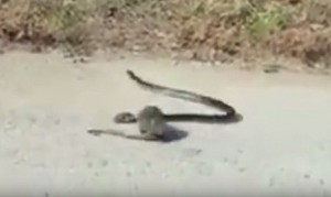  Mamma topo salva piccolo da fauci serpente8