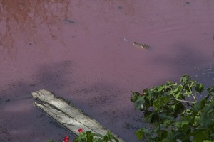 Messico, lago ricoperto di sangue infestato da 300 coccodrilli 5
