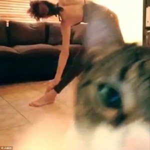 Padrona si riprende mentre fa yoga, gatto abbatte telecamera5