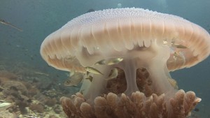 YOUTUBE Pesci utilizzano meduse per proteggersi dai predatori  
