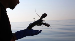Monaci comprano 270 kg di aragoste e le liberano nell'oceano