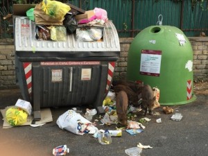 Roma, cinghiali tra l'immondizia a via Cortina d'Ampezzo FOTO2