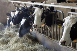 Razziatori di bestiame arrestati: rubarono 26 vitelloni