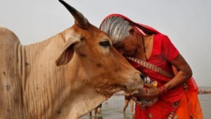 India, l'urina di queste mucche vale più del latte: contiene oro