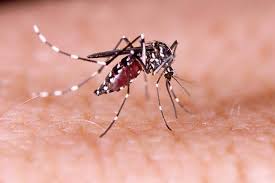 Zika in Florida: 4 contagi da zanzare "locali". Cdc: "Ce ne saranno altri"