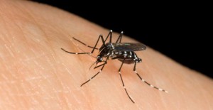 Rovigo, profugo affetto da chikungunya: allarme contagio