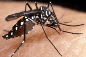 Zanzare, un algoritmo per sapere dove saranno le infestazioni
