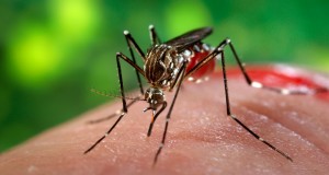 Zika, un batterio per fermare il virus: disattiva le zanzare